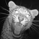 Illustration for article titled This leopard is so happy to be alive it can barely stand it